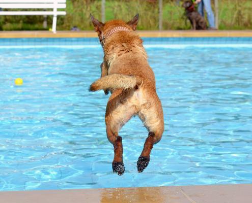 Hund springt in den Swimming Pool